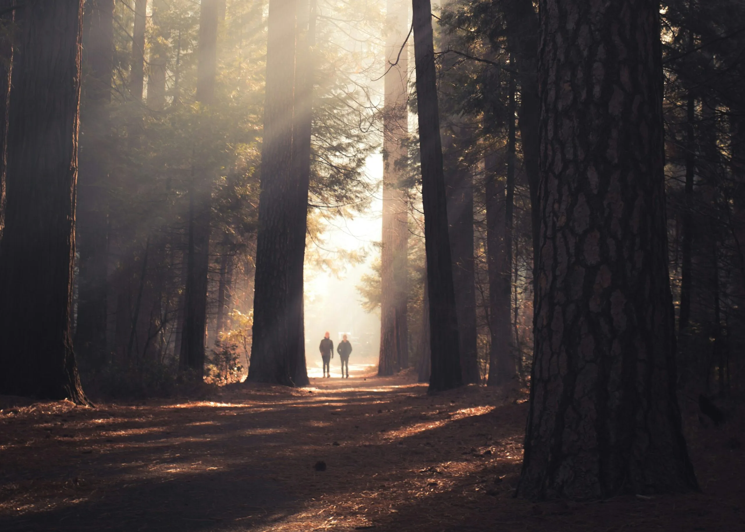 Sonnenlicht fällt zwischen die Stämme eines Nadelwaldes
